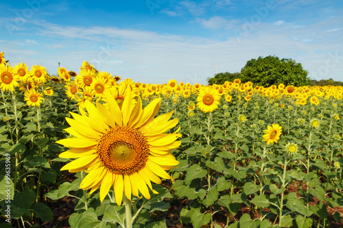 close up sunflowers in field with blue sky background