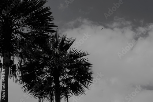 Black and White Landscape of Trees Silhouetted Against a Gray Sky