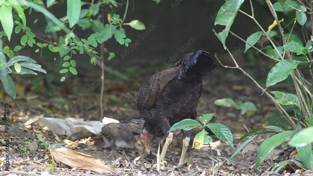 a hen and her offspring is searching food in the ground a hen and her offspring is searching food in the ground