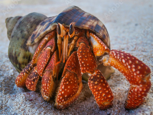 Tela cute hermit crab on beach in Western Samoa