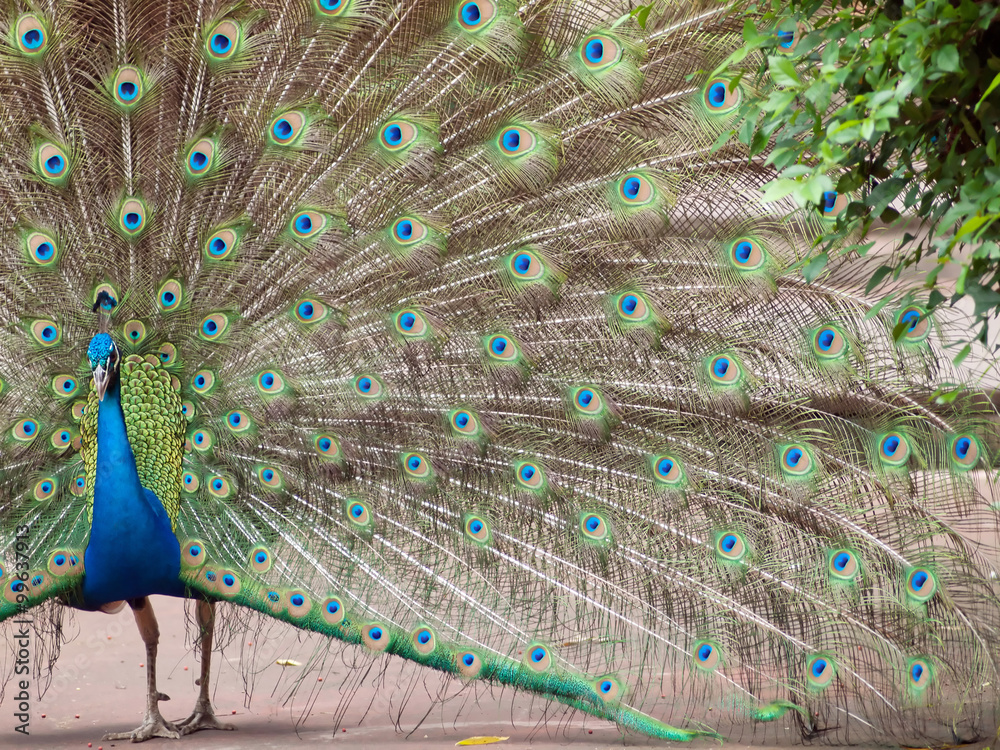 Obraz premium peacock spread tail-feathers.