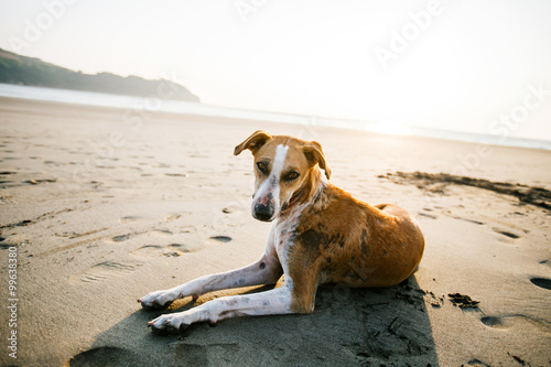 Dog on the beach in Goa state, India photo