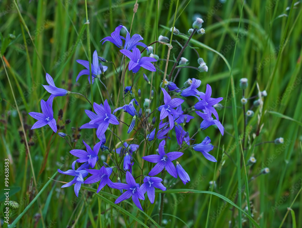 Spreading bellflower (Campanula patula) on the field