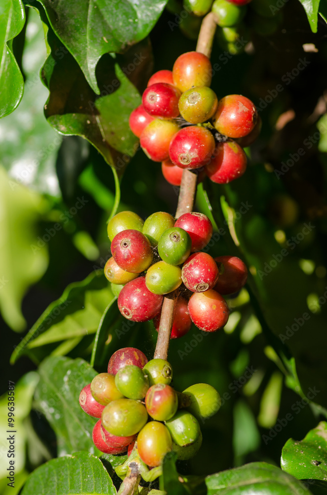 coffee berries on branch coffee berries on branch