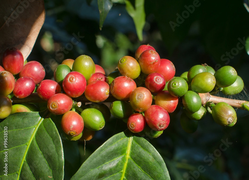 coffee berries on branch