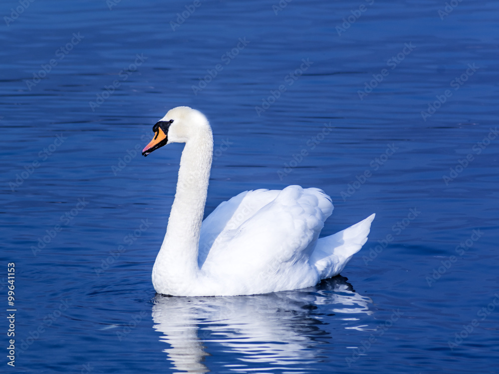 Obraz premium Swan on a lake