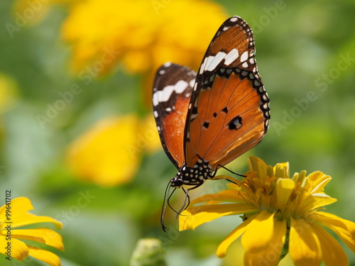 Butterfly On A Flower © Narissara
