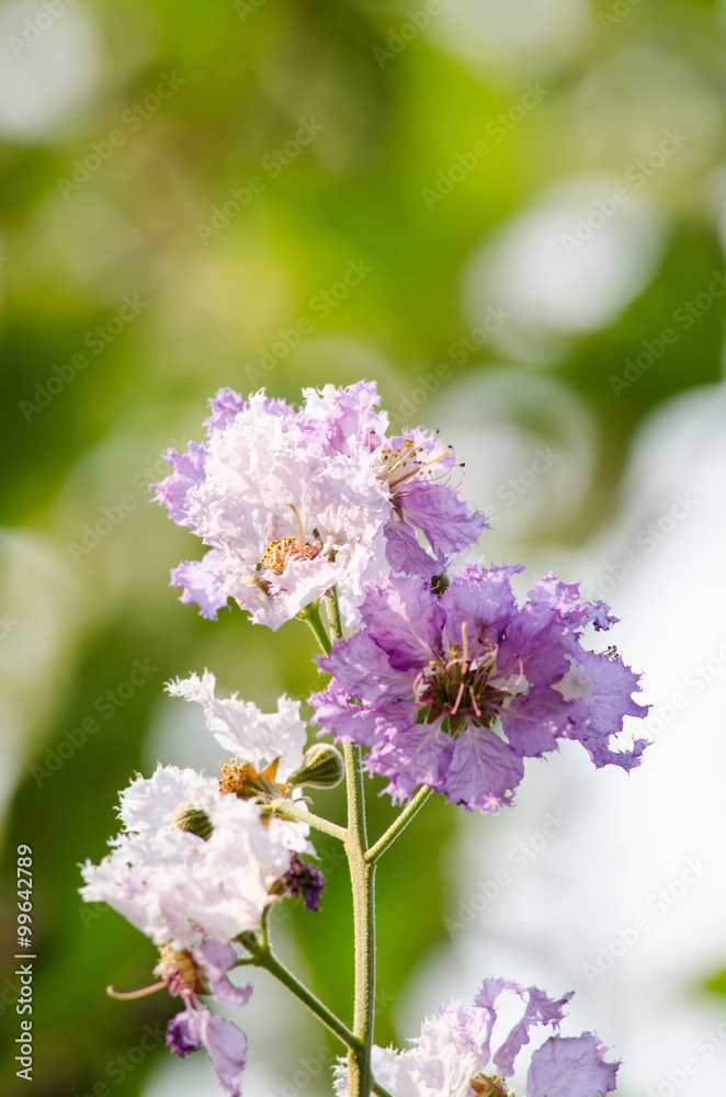 Tabaek is beautiful bunches of pink flowers. Tabaek is beautiful bunches of pink flowers.