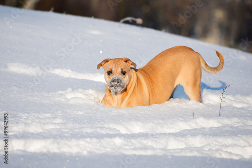 ca de bou dog outdoors in winter photo