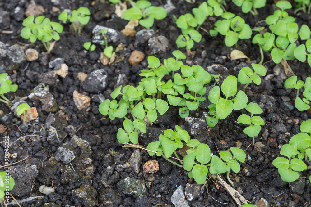 young plant young plant