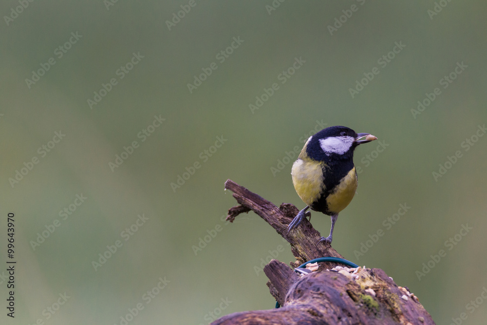 Obraz premium Kohlmeise