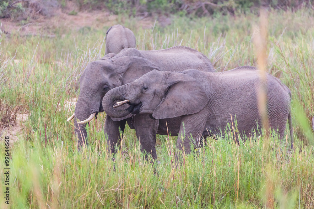 Elephants eating. Kruger National park. South Africa