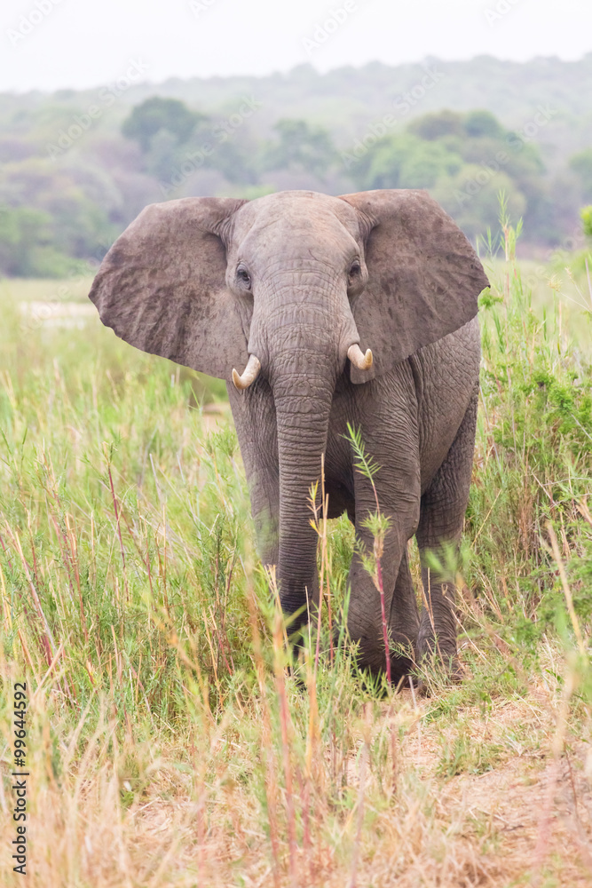 African elephant. Kruger National park. South Africa