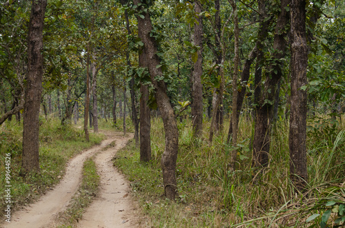 forest in nation park and blue background