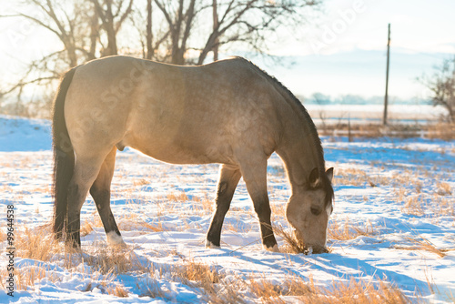 Fototapeta Naklejka Na Ścianę i Meble -  Buckskin Horse Winter