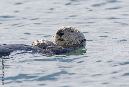 Sea Otter Close-up