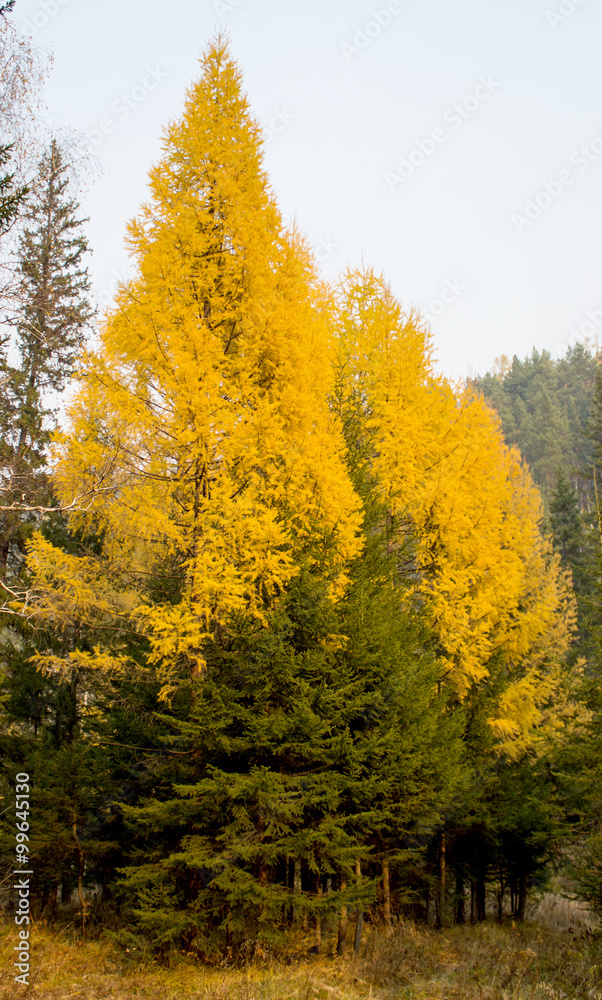 autumn yellow  larch