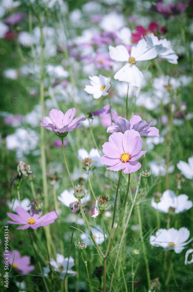 Blossom cosmos flower in the garden with selective focus and vintage style.