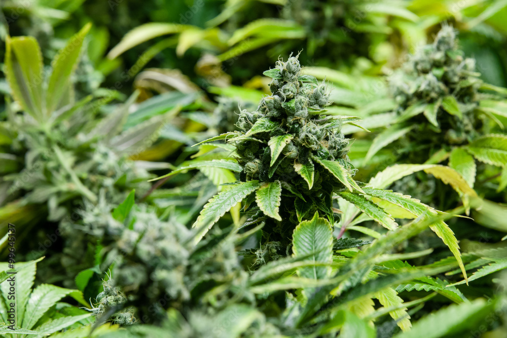 Green marijuana bud with visible crystals