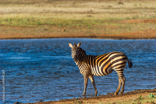 Aufmerksames Zebra an einem Wasserloch