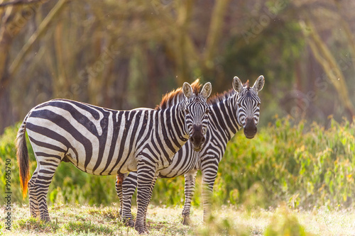 Zwei Zebras mit dem Blick in die Kamera