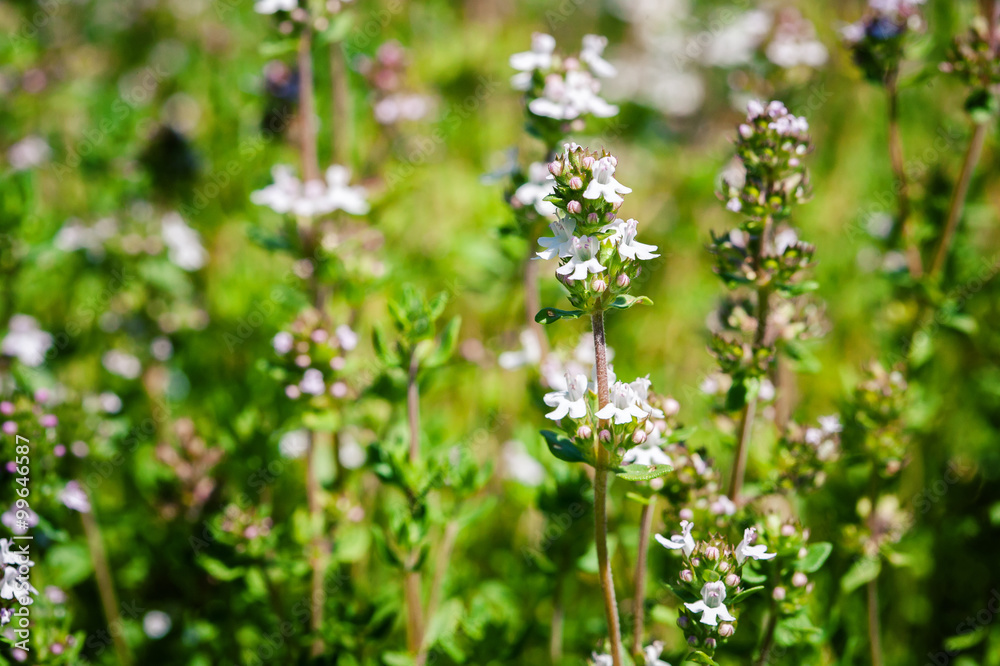 Fresh thyme herbs