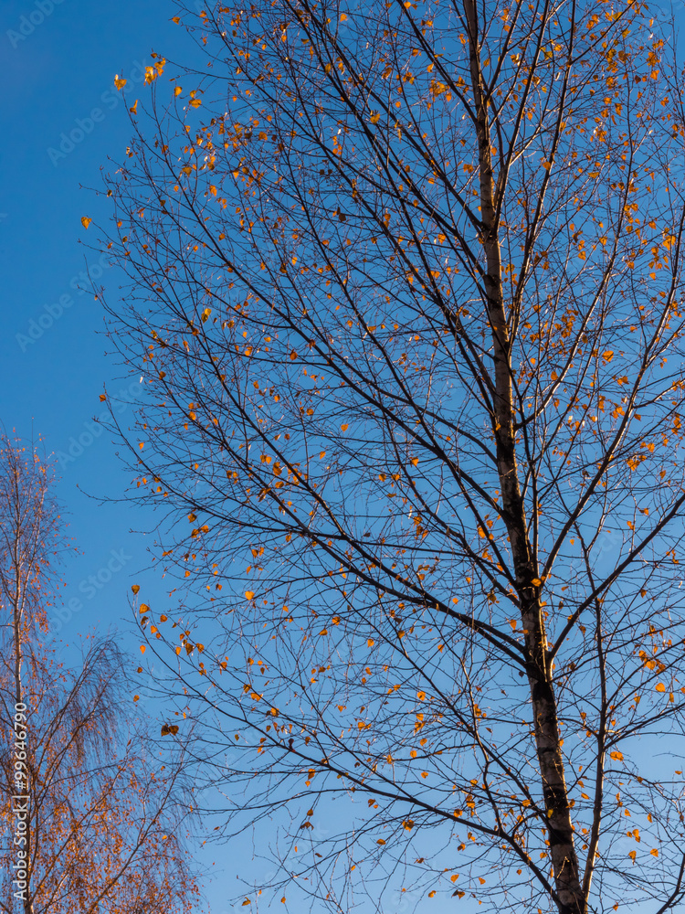 Branches of the top of a leafless tree in autumn 