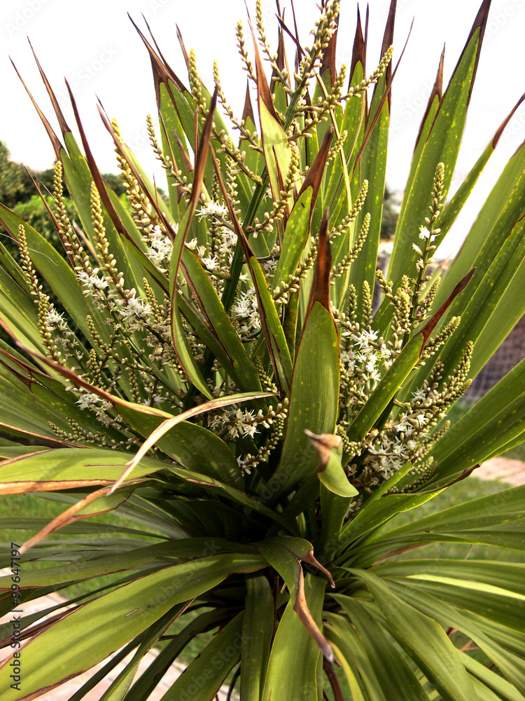 custom made wallpaper toronto digitalGreen plant with white blossoms