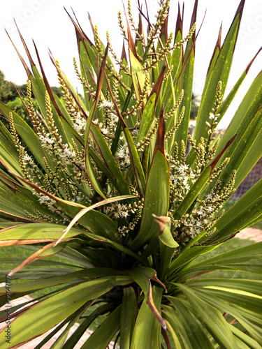 Wallpaper Mural Green plant with white blossoms Torontodigital.ca