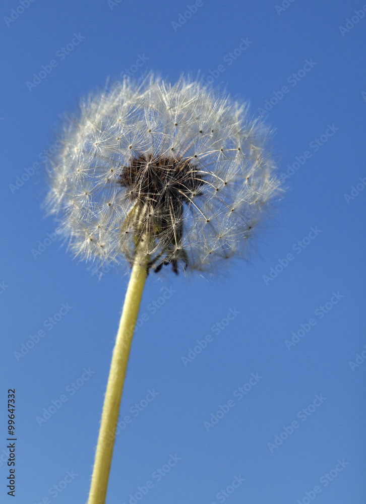 Fluffy dandelion, close-up