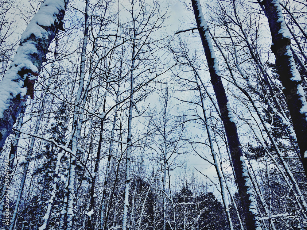 Obraz premium Looking up at a snowy forest