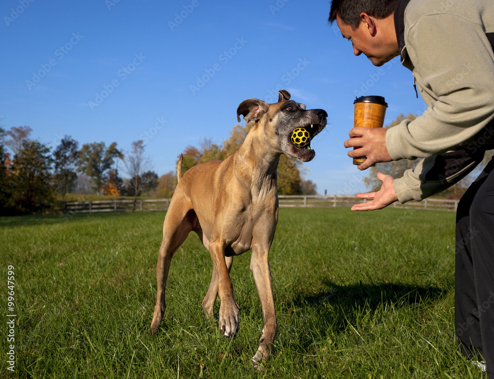 Man playing catch with his great Dane in green field Man playing catch with his great Dane in green field