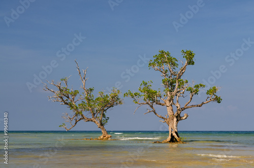 Fototapeta Naklejka Na Ścianę i Meble -  2 mangrove tree's standing in the water on the island Siquijor, Phillippines.