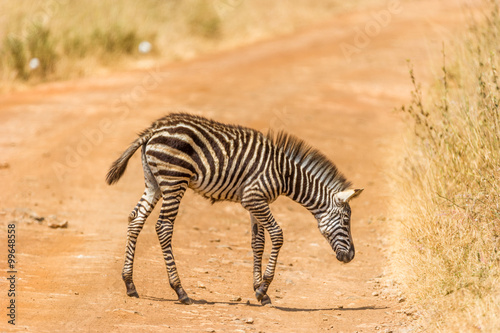 Kleines Zebra auf einem Feldweg,
