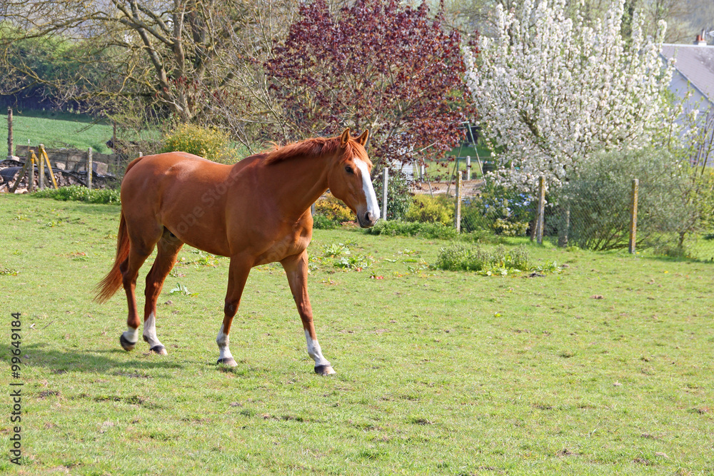Obraz premium Brown horse