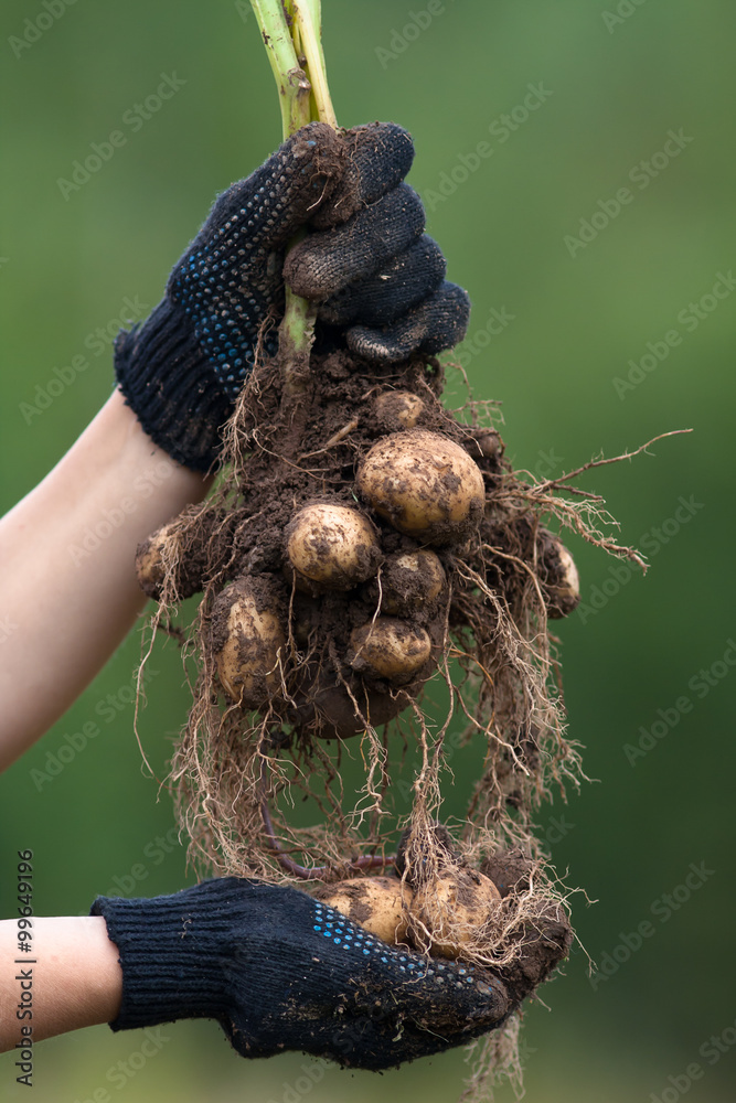 hands in gloves holding digging bush potato