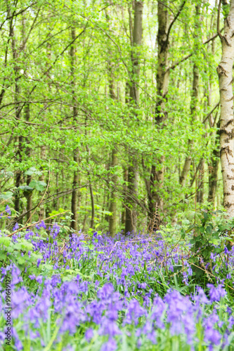 Bluebell flowers in spring forest