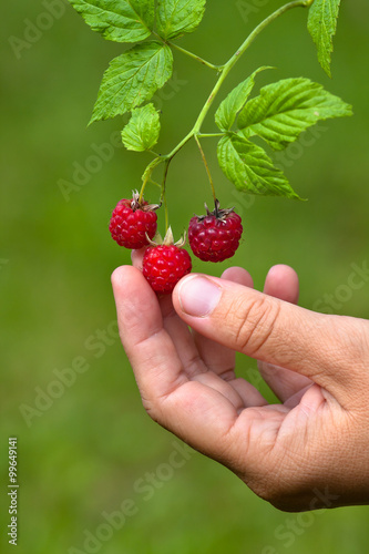 hand picking ripe berries of raspberries