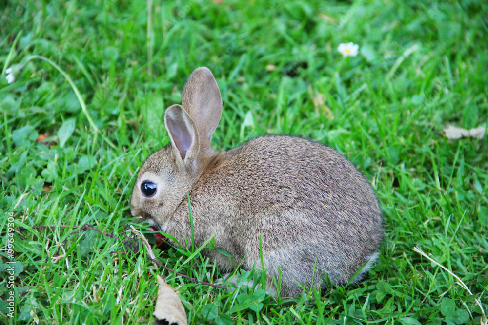 Fototapeta premium Baby rabbit in grass