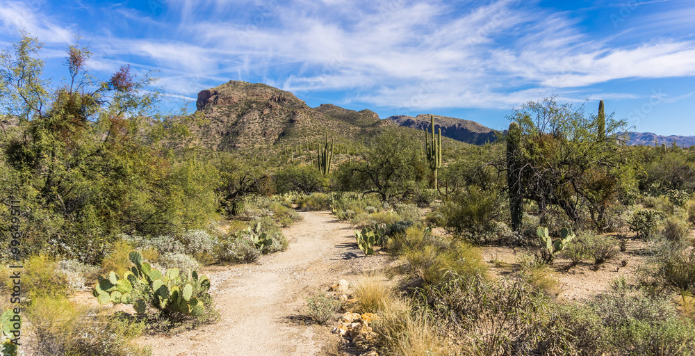 Sabino Canyon Desert in Tucson, Arizona