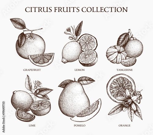 Vintage Ink hand drawn collection of citrus fruits isolated on white background. Vector illustration of highly detailed citrus fruits sketch