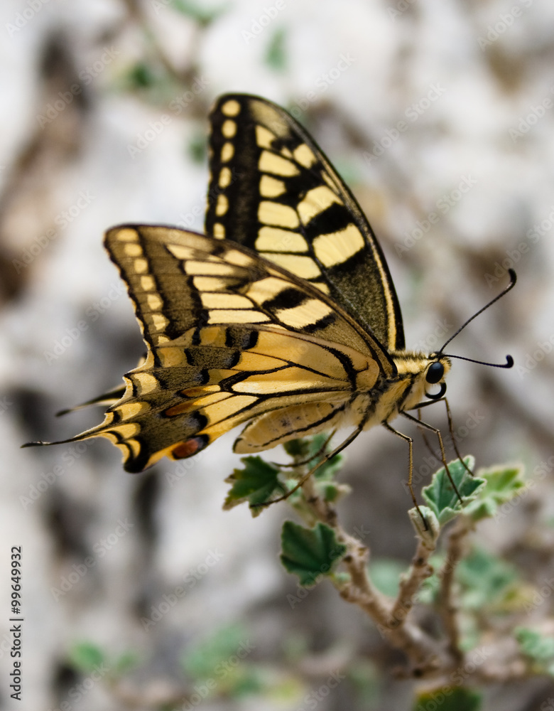 Obraz premium Zitronenfalter