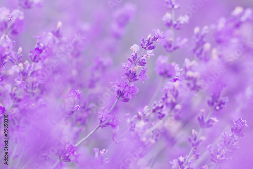 field lavender flowers morning