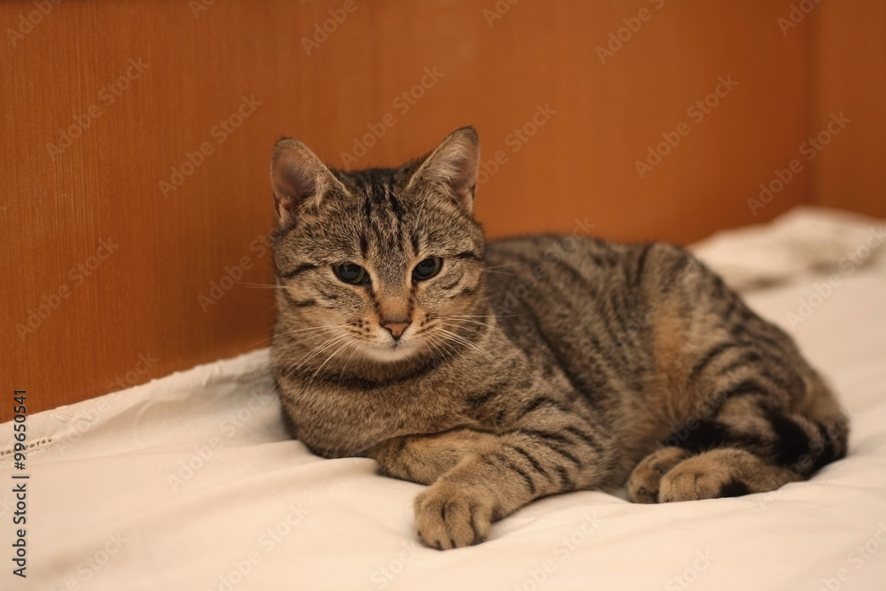 Brown tabby cat lying on human bed. Selective focus. Brown tabby cat lying on human bed. Selective focus.