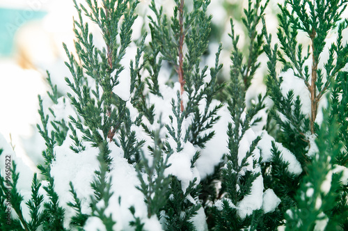 Fir tree branch and snow