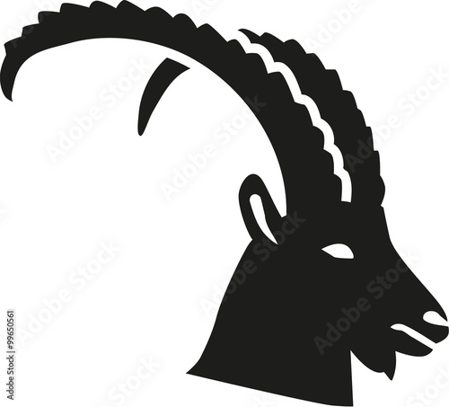 Ibex head