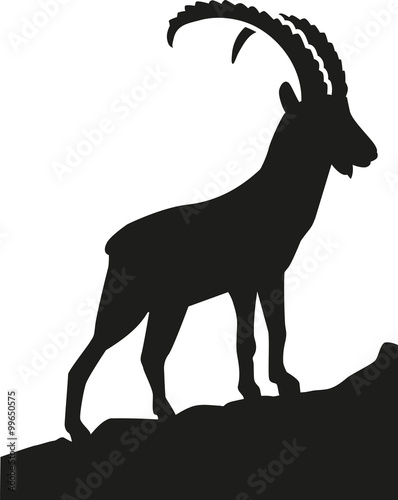 Ibex in the mountains