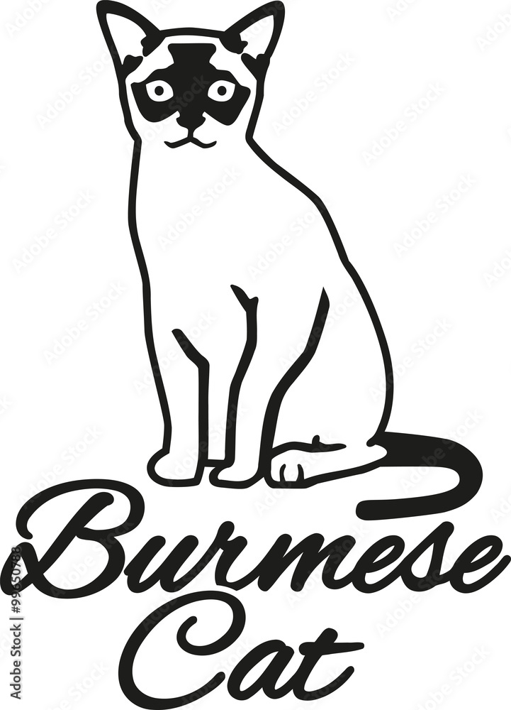 Naklejka premium Burmese cat with breed name