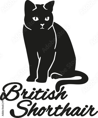 British Shorthair cat with breed name