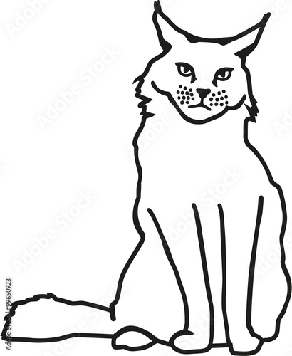 Maine coon contour